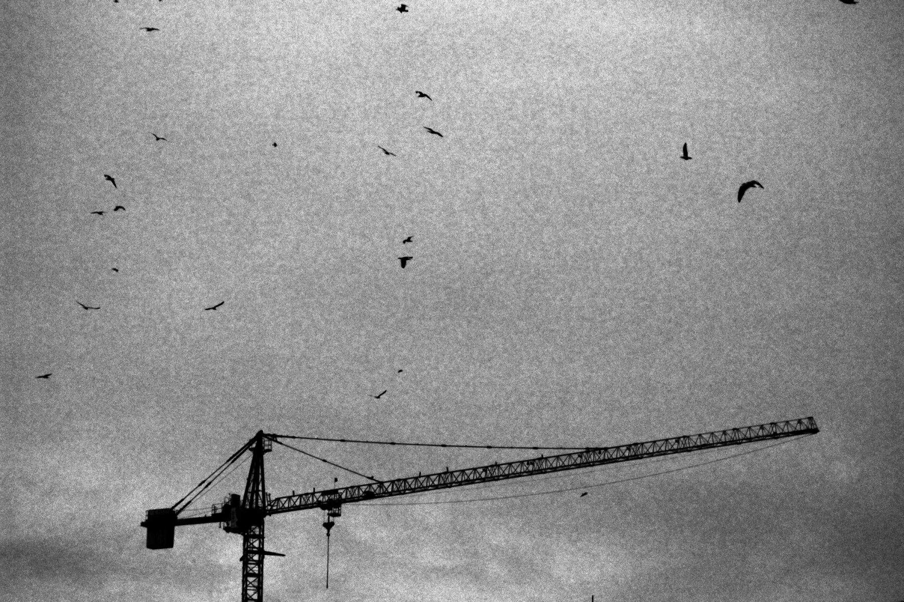 Birds